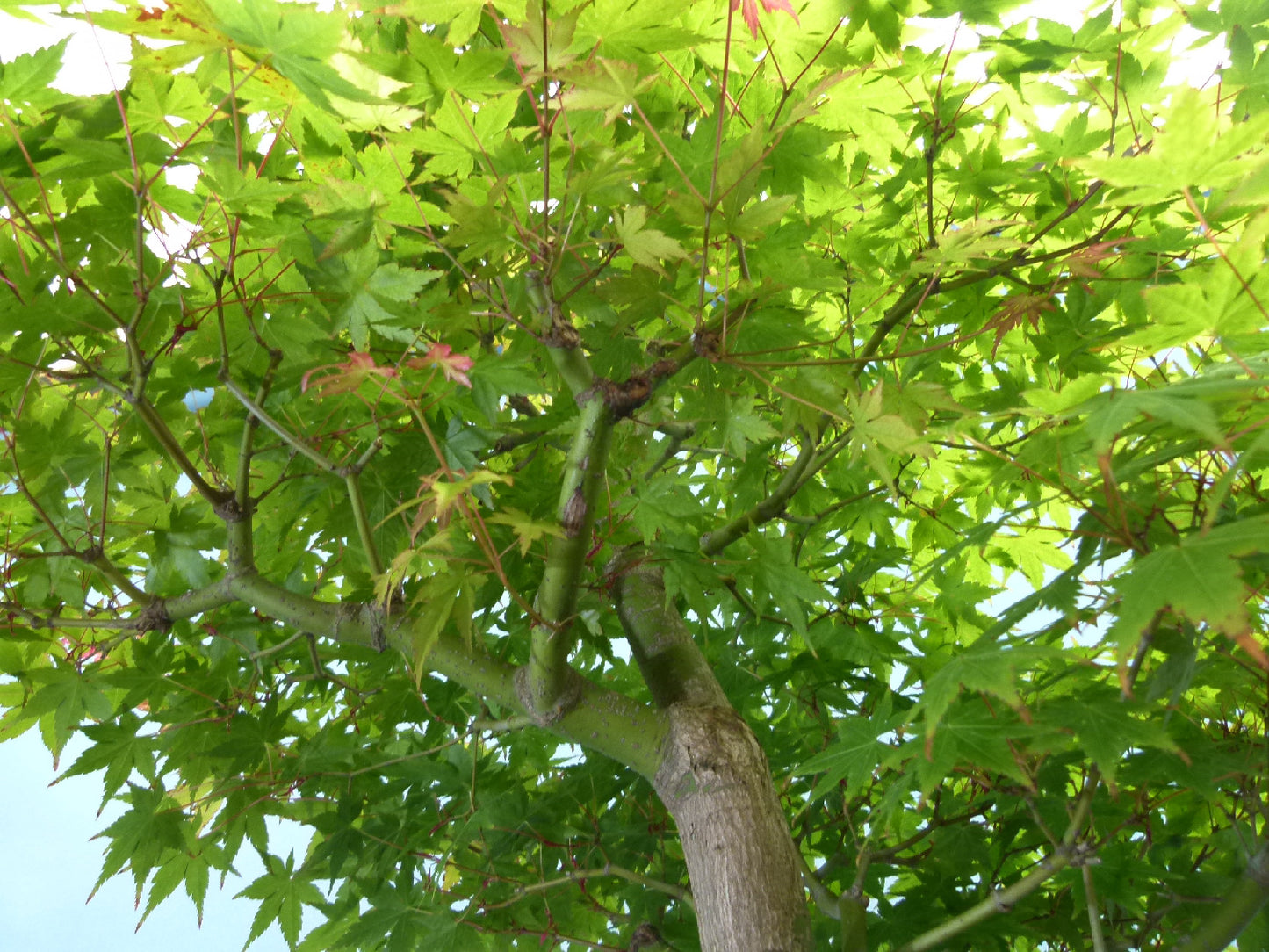 Japanese Maple Bonsai Tree