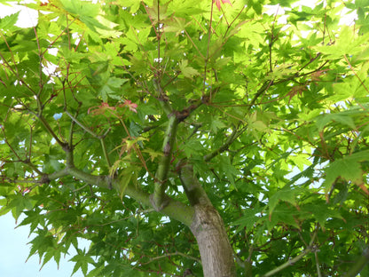 Japanese Maple Bonsai Tree
