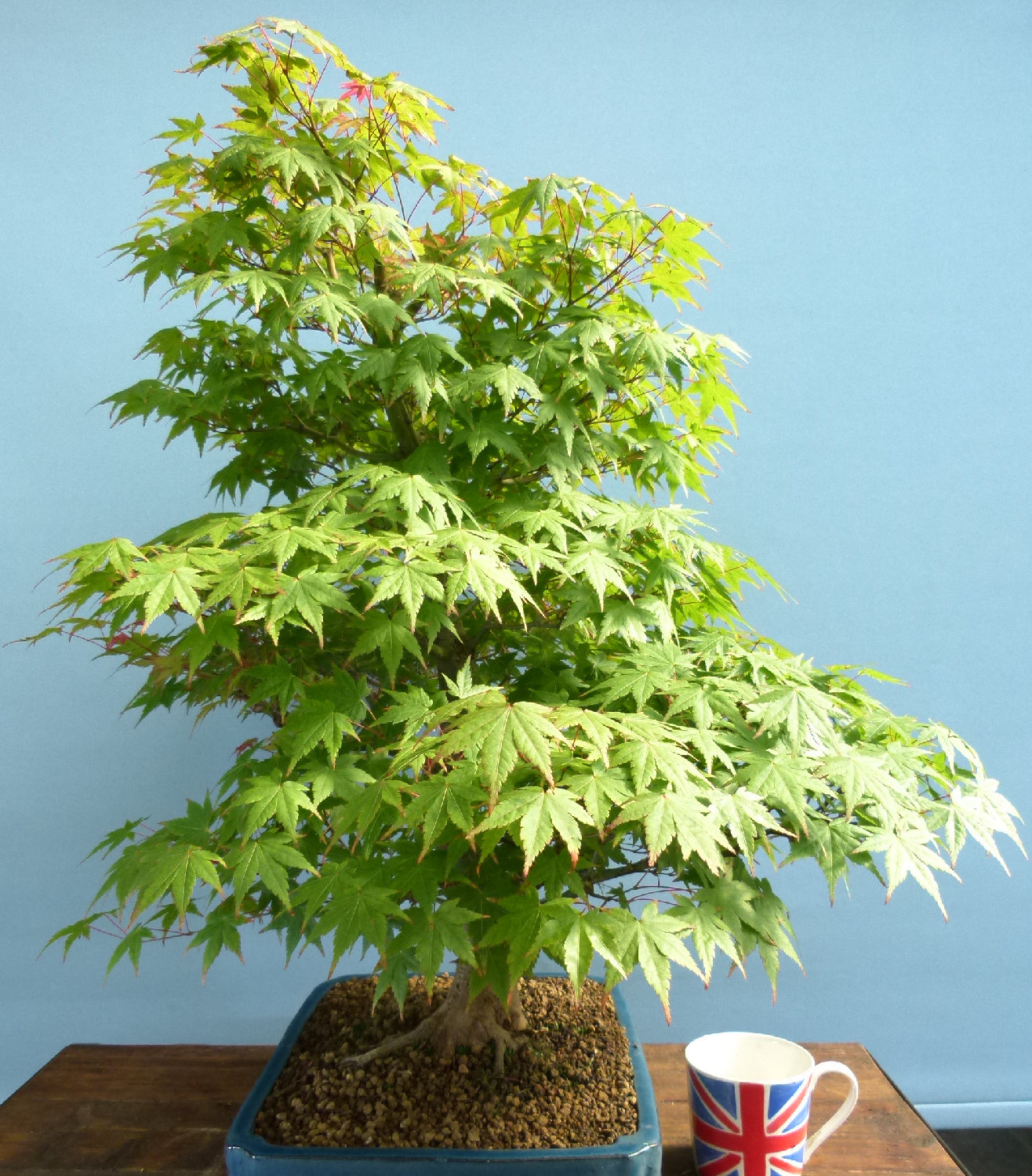 Japanese Maple Bonsai Tree