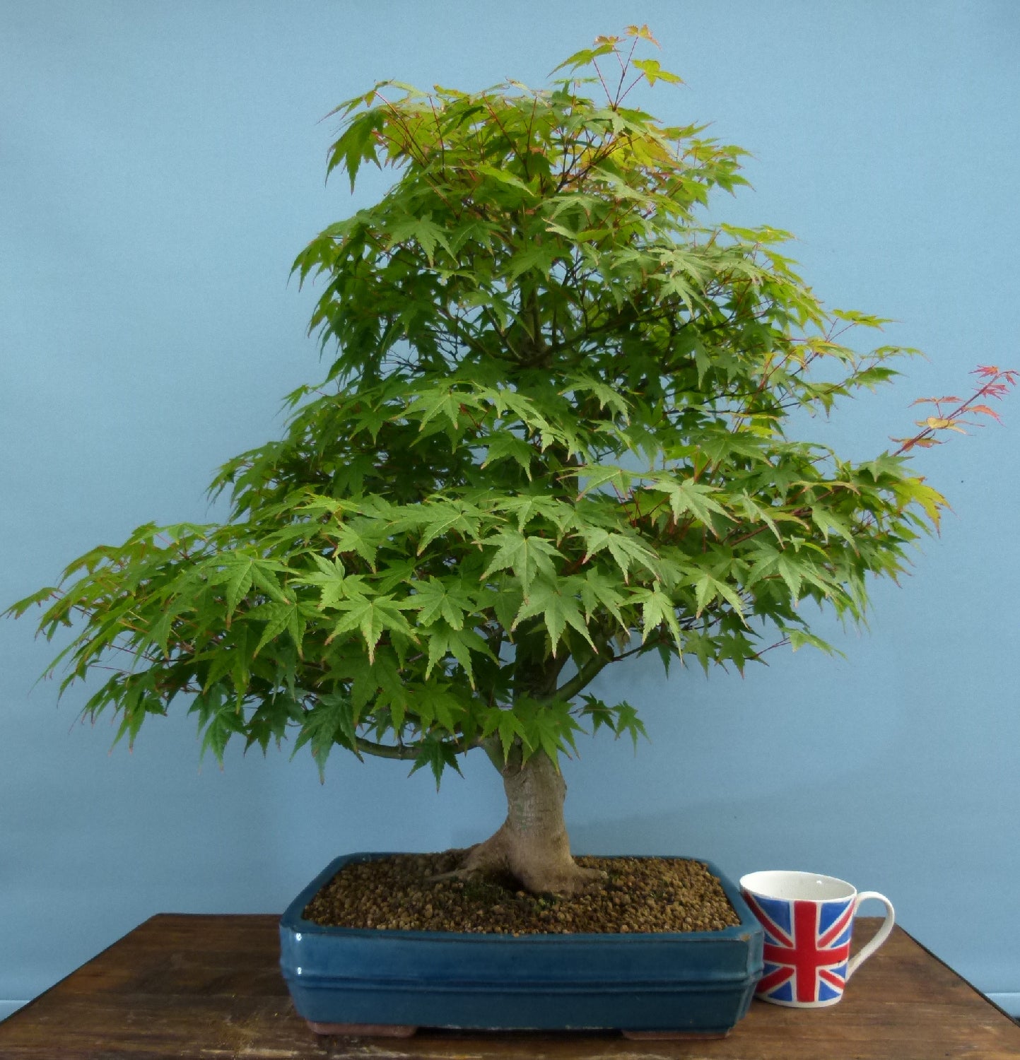 Japanese Maple Bonsai Tree