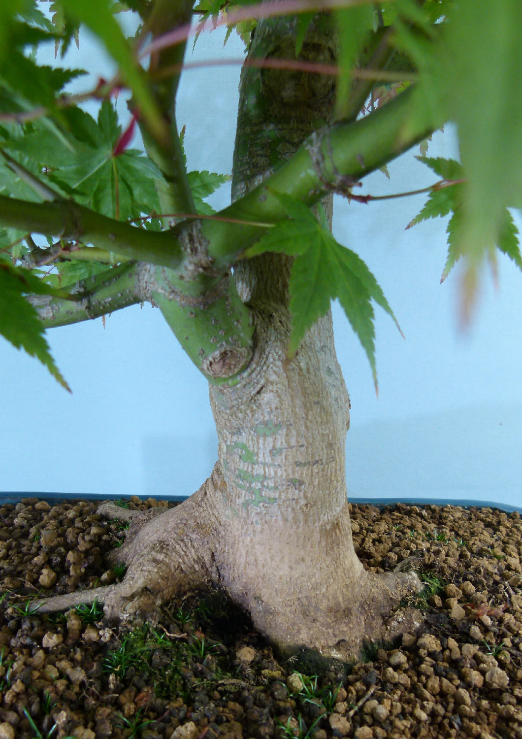 Japanese Maple Bonsai Tree