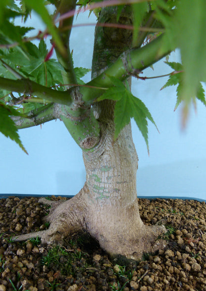 Japanese Maple Bonsai Tree