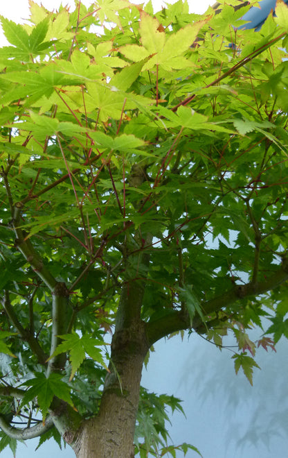 Japanese Maple Bonsai Tree