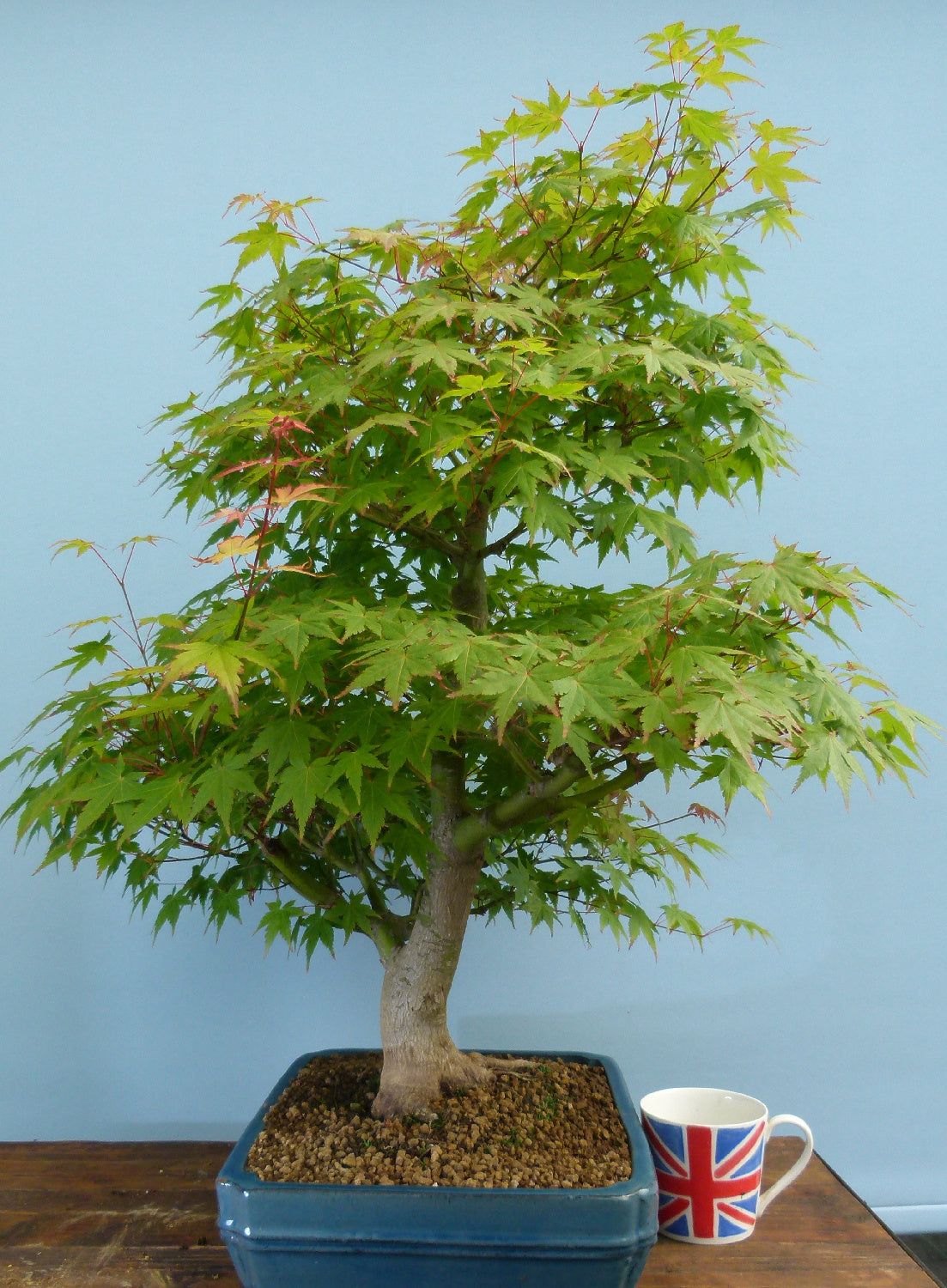 Japanese Maple Bonsai Tree