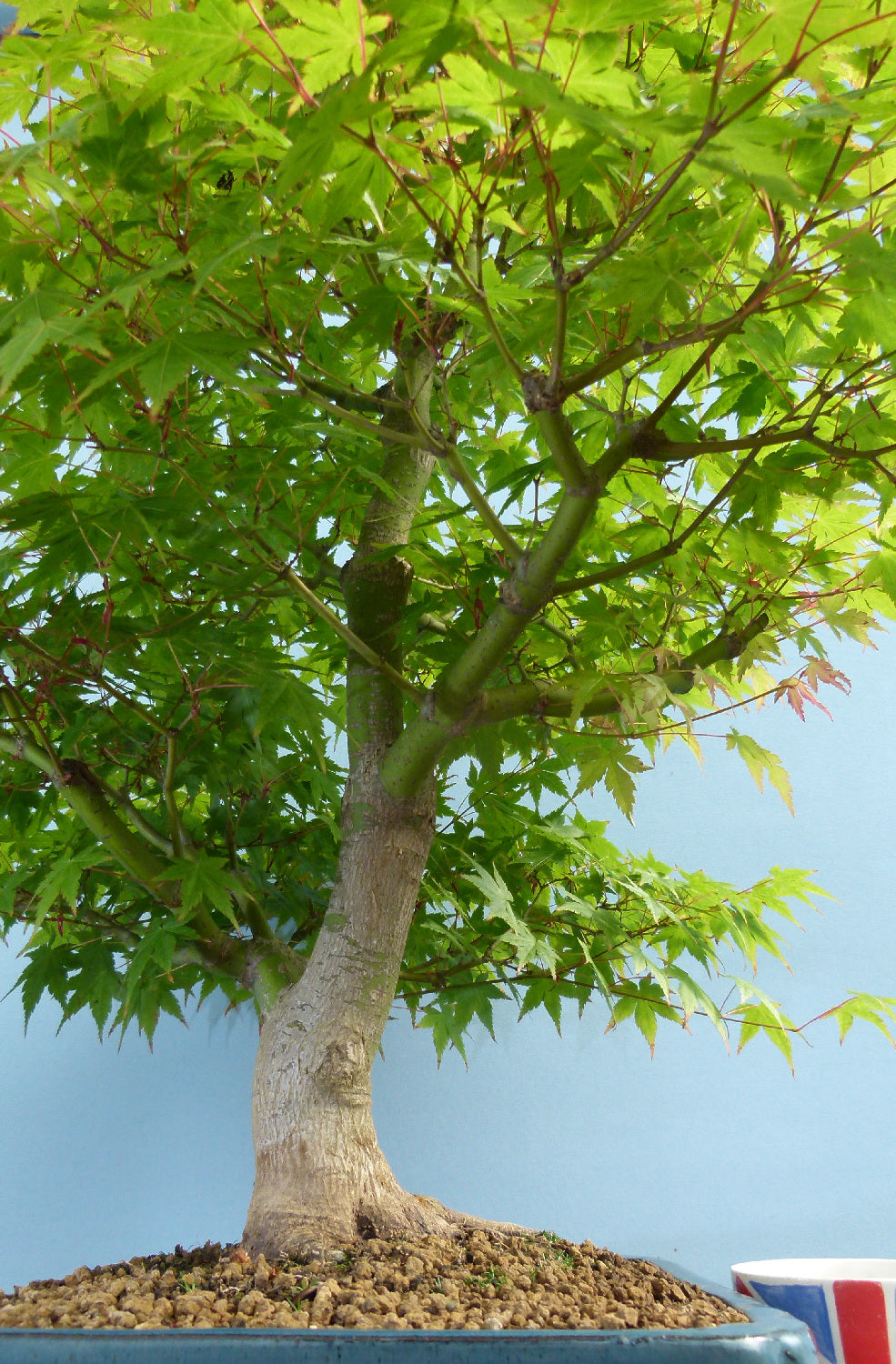 Japanese Maple Bonsai Tree