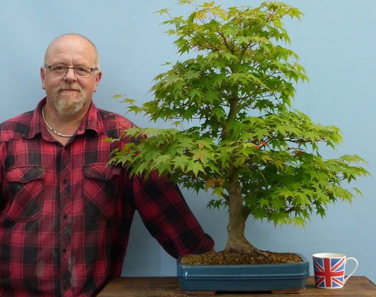 Japanese Maple Bonsai Tree