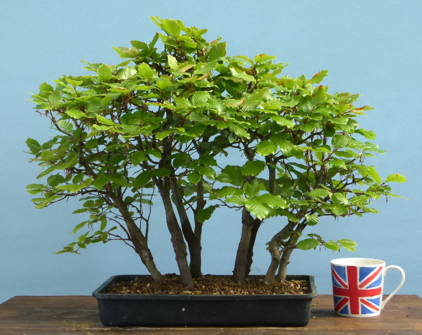 English Beech Forest Bonsai Group Planting