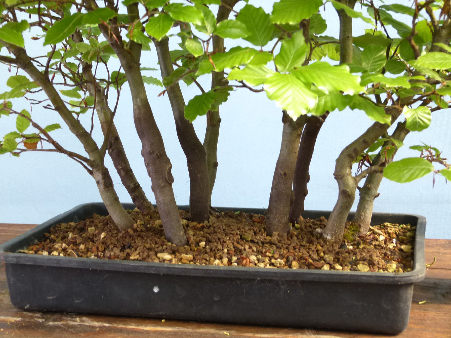 English Beech Forest Bonsai Group Planting