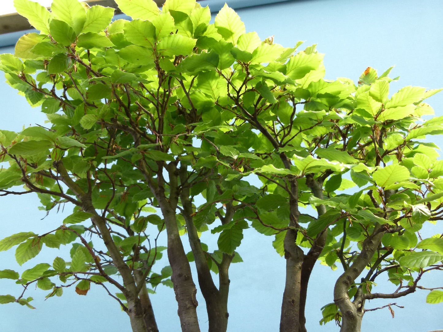 English Beech Forest Bonsai Group Planting