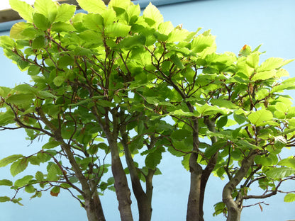 English Beech Forest Bonsai Group Planting