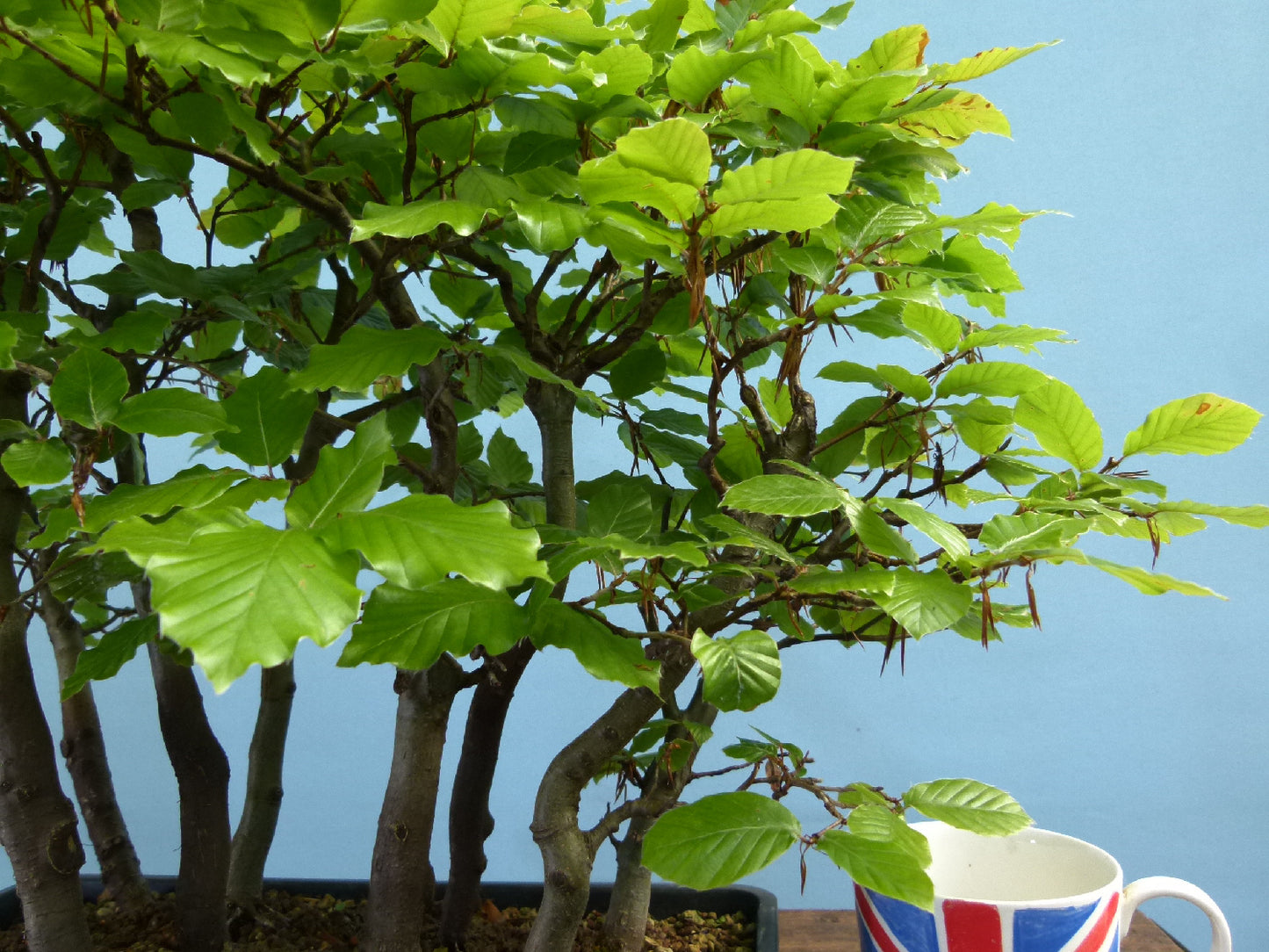 English Beech Forest Bonsai Group Planting