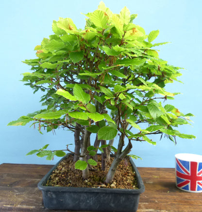 English Beech Forest Bonsai Group Planting