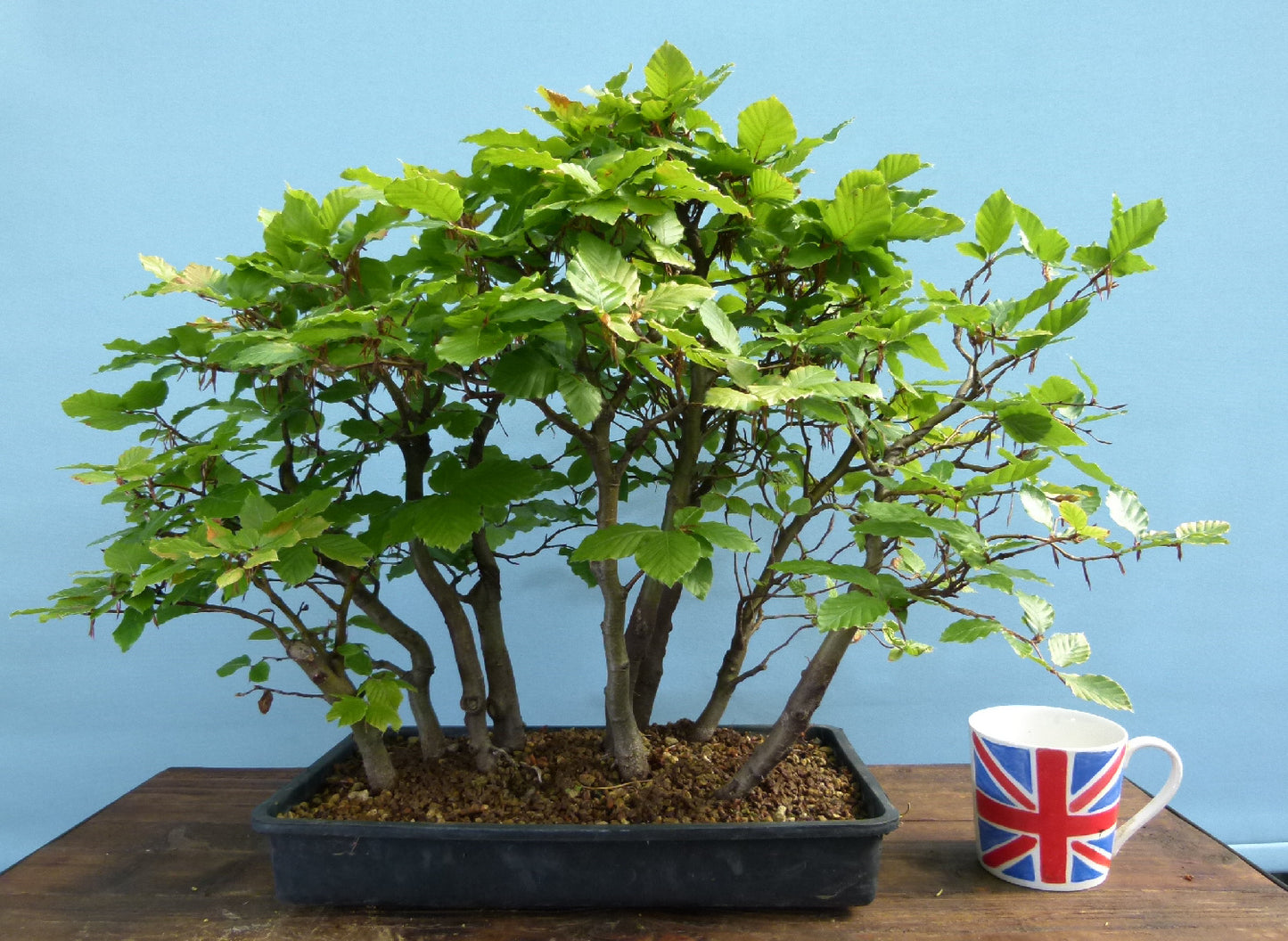 English Beech Forest Bonsai Group Planting