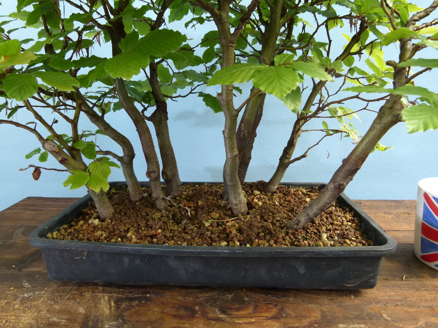 English Beech Forest Bonsai Group Planting