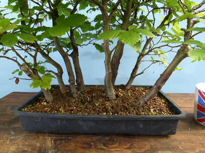 English Beech Forest Bonsai Group Planting