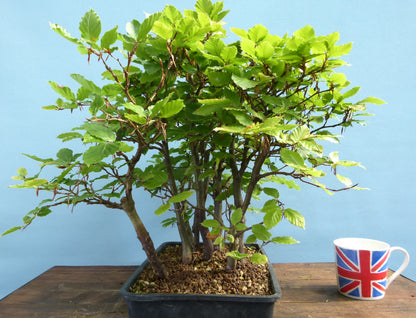 English Beech Forest Bonsai Group Planting