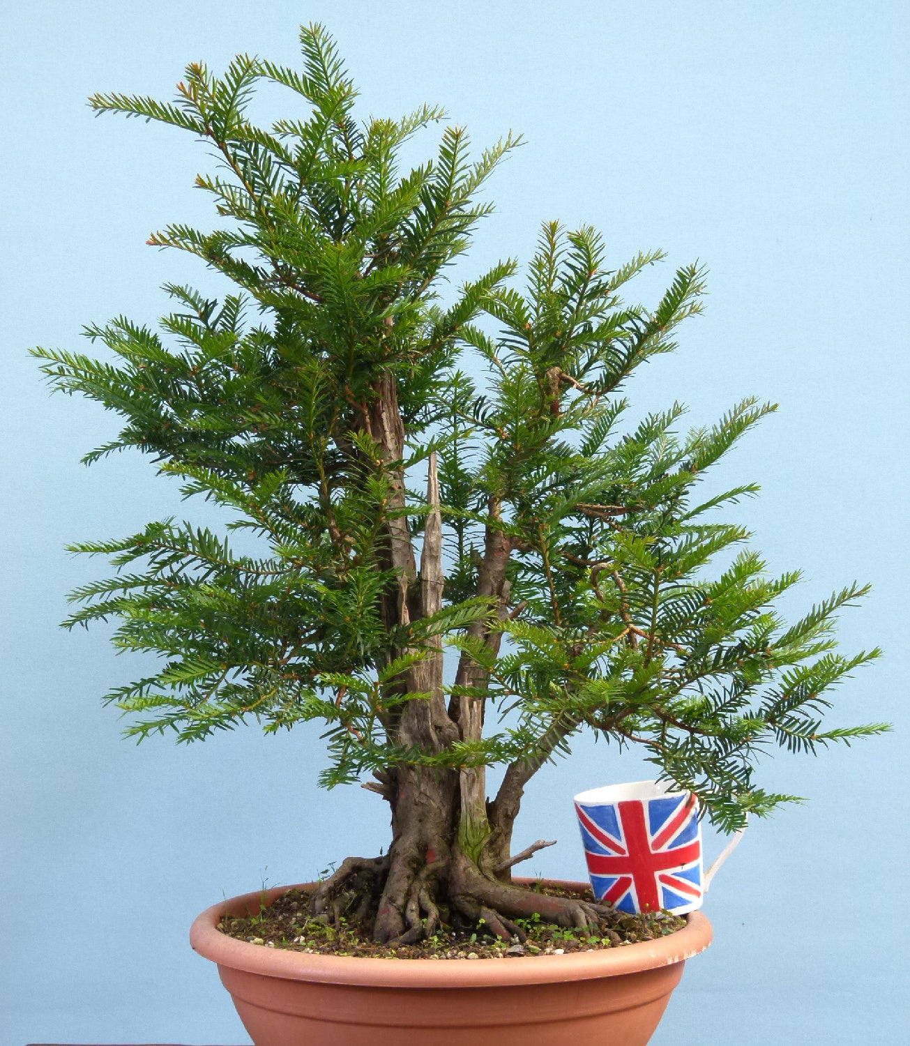 English Yew Yamadori Bonsai Material