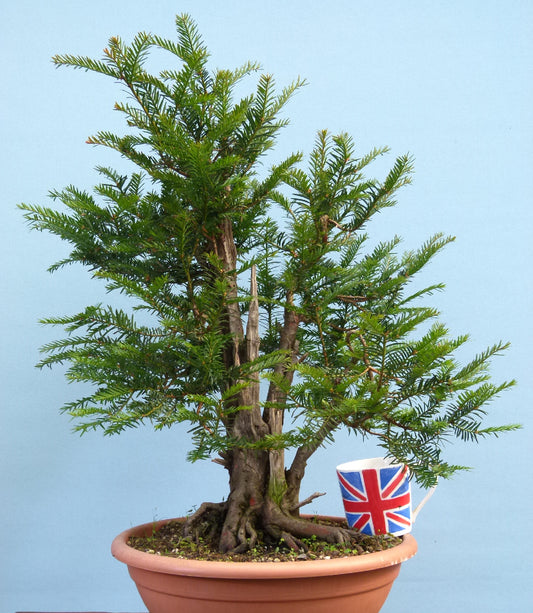 English Yew Yamadori Bonsai Material