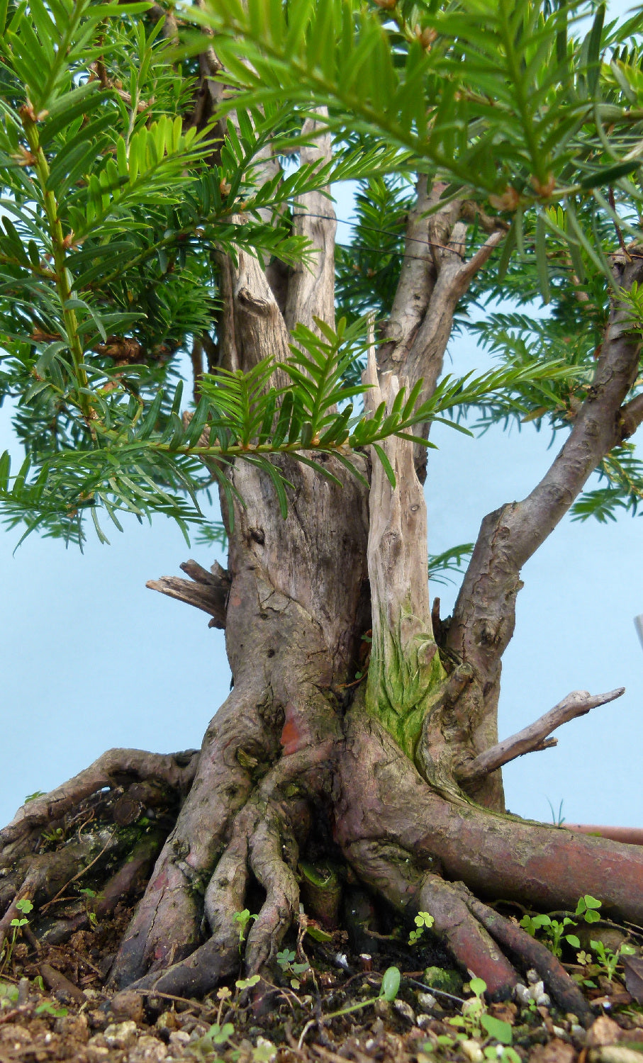 English Yew Yamadori Bonsai Material