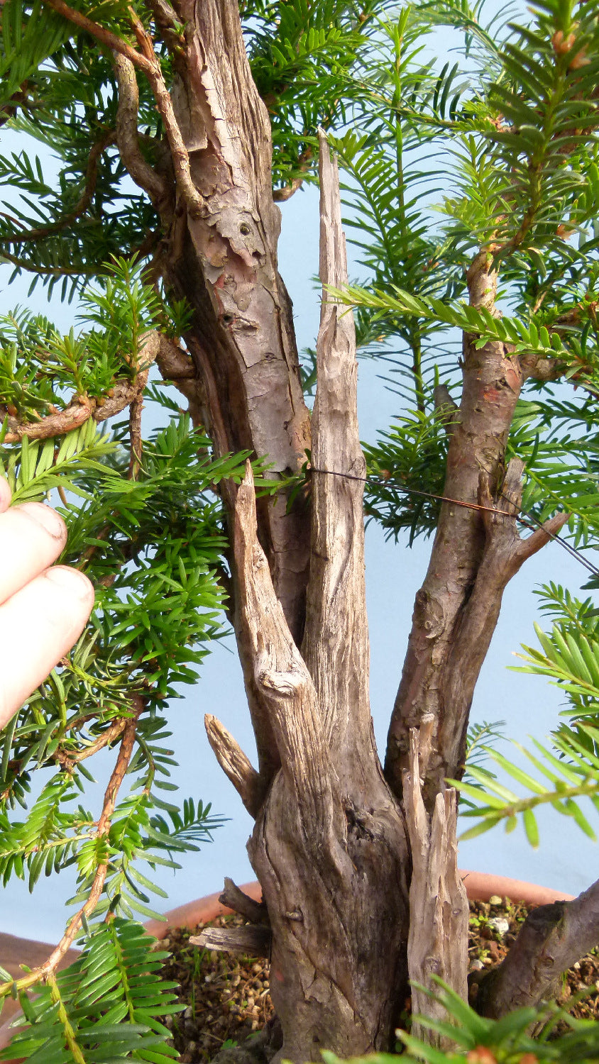 English Yew Yamadori Bonsai Material