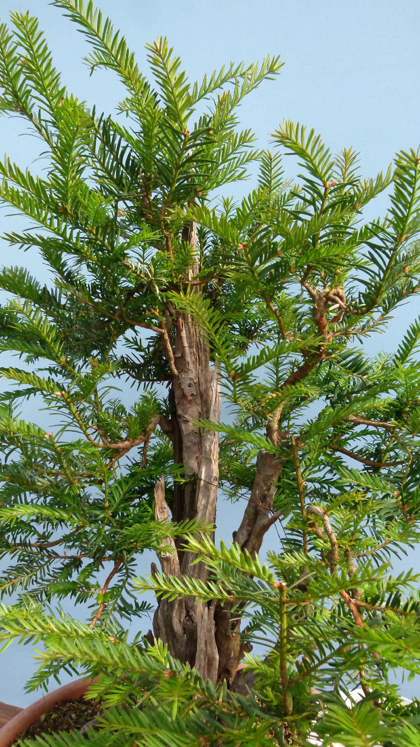 English Yew Yamadori Bonsai Material