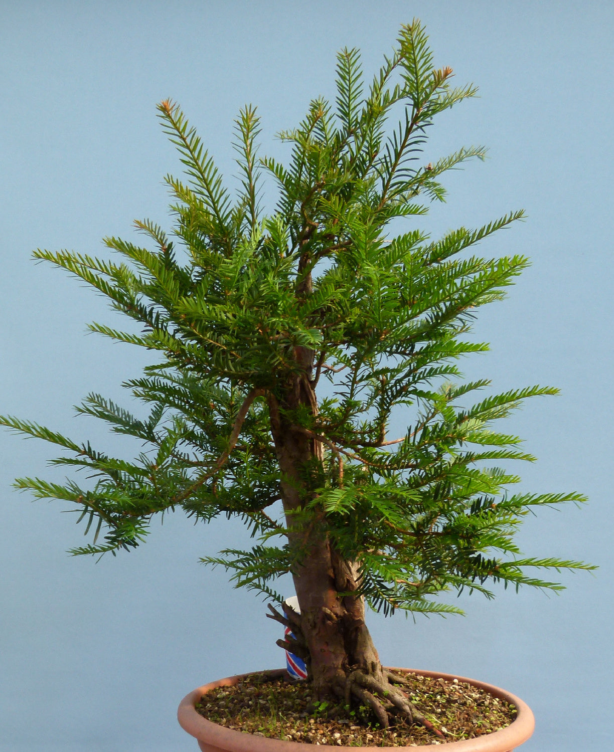 English Yew Yamadori Bonsai Material
