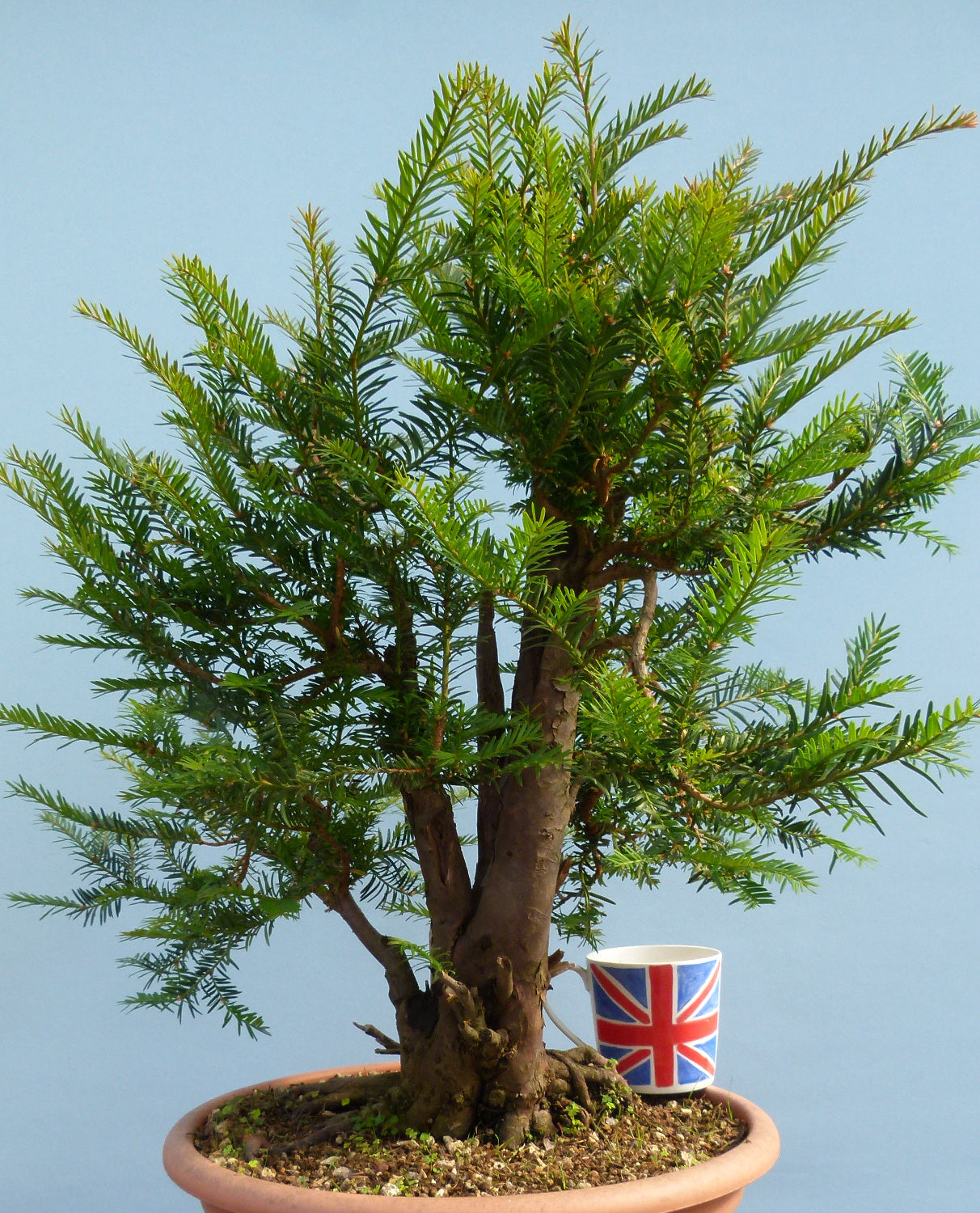 English Yew Yamadori Bonsai Material