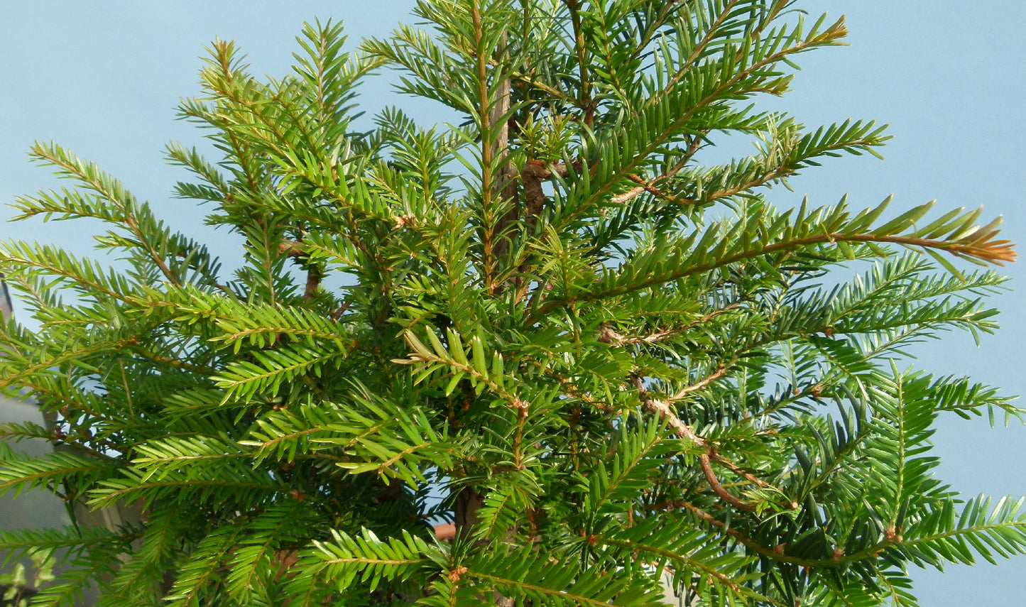 English Yew Yamadori Bonsai Material
