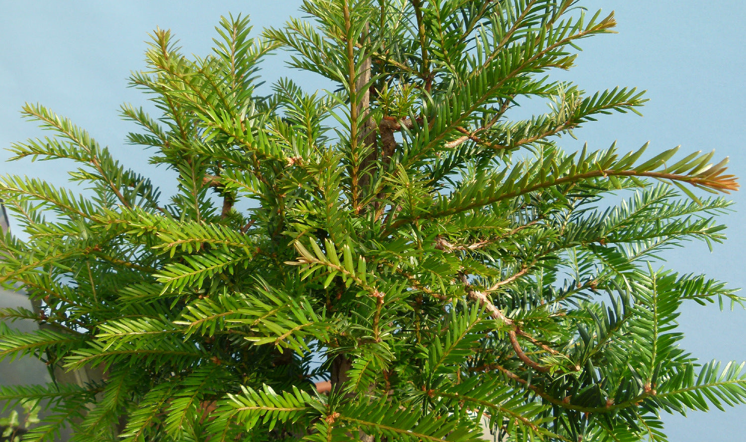 English Yew Yamadori Bonsai Material