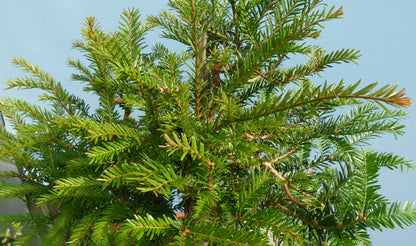 English Yew Yamadori Bonsai Material