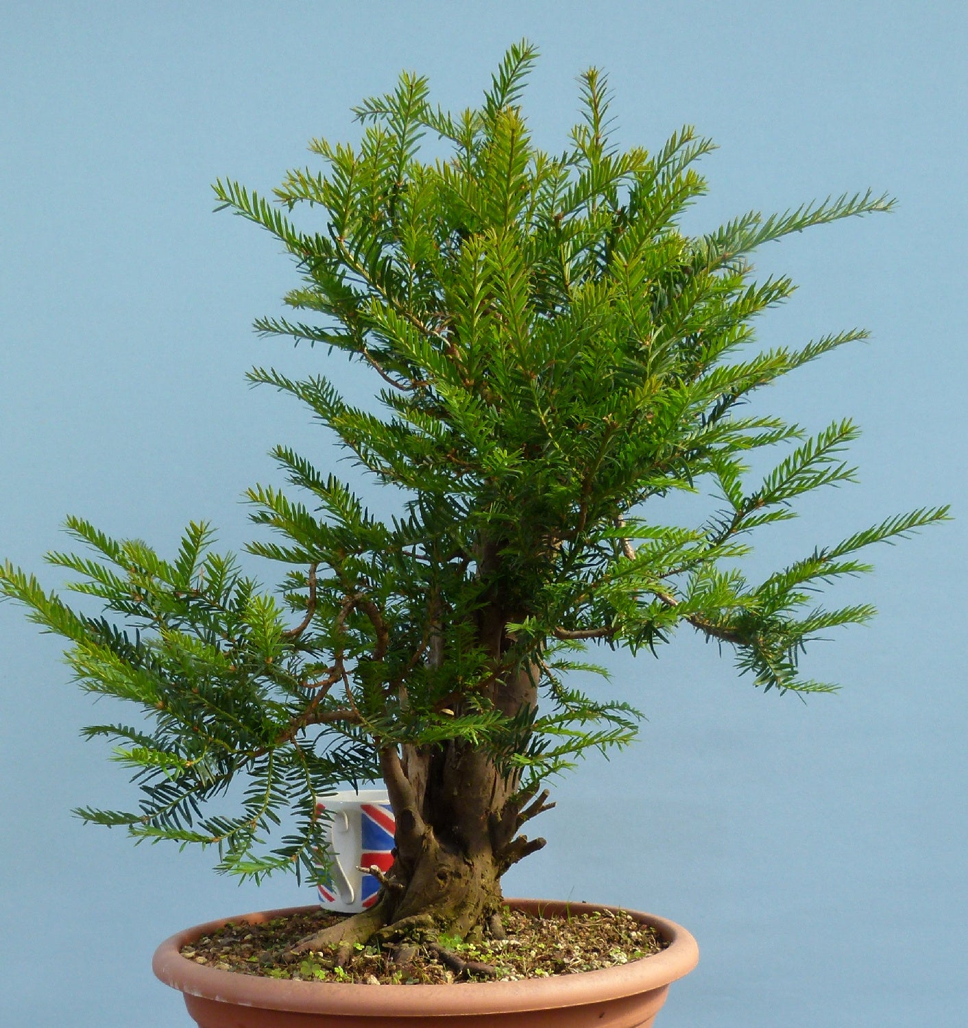 English Yew Yamadori Bonsai Material