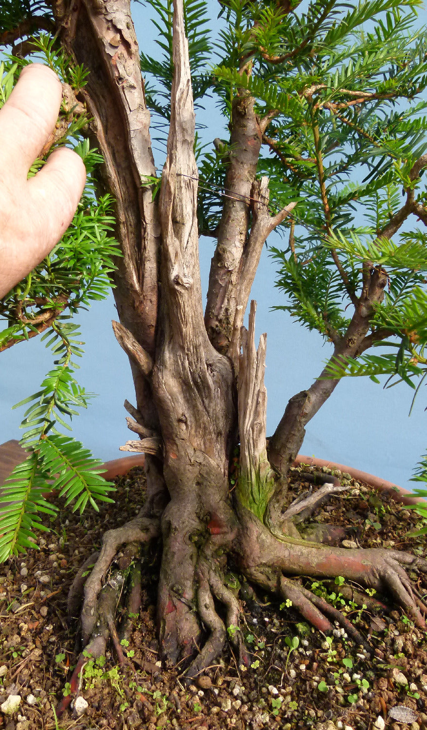 English Yew Yamadori Bonsai Material