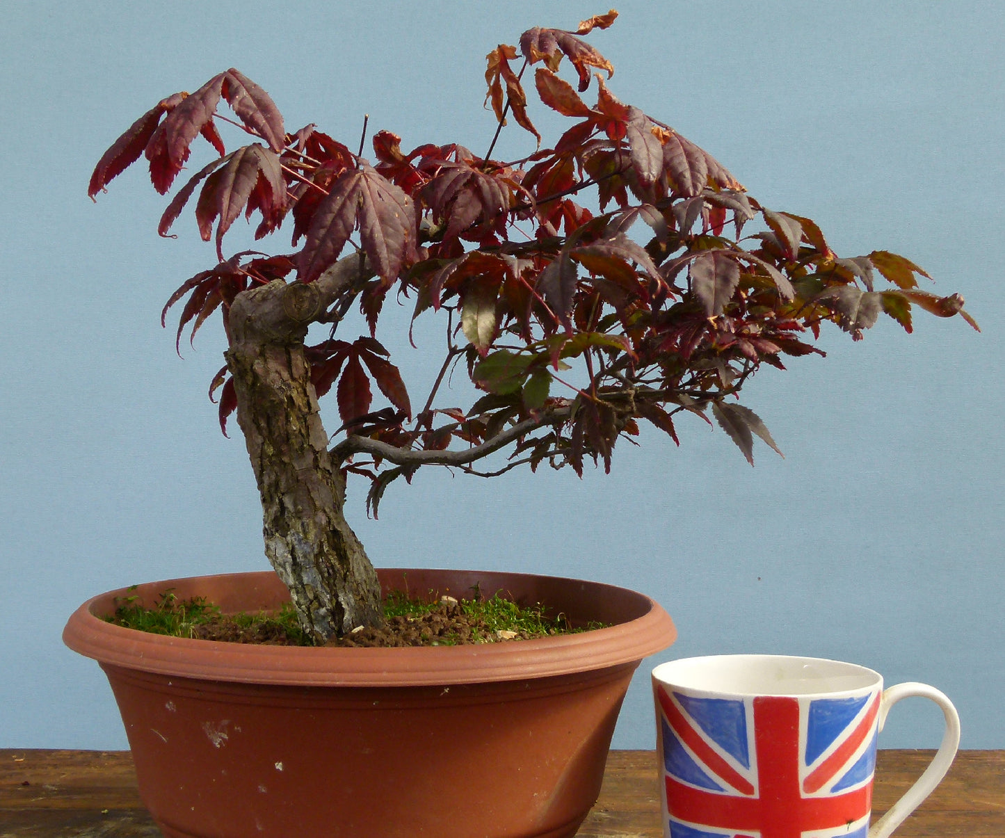 Red Maple Bonsai Material - CLEARANCE