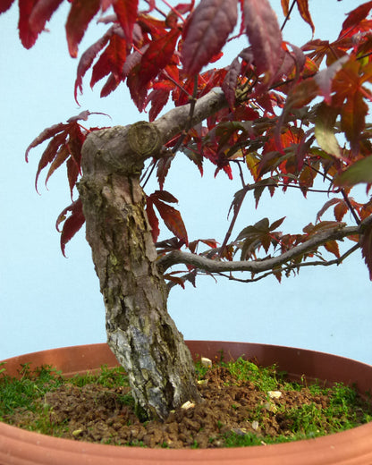 Red Maple Bonsai Material - CLEARANCE