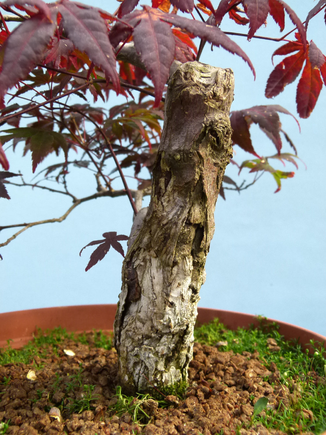 Red Maple Bonsai Material - CLEARANCE