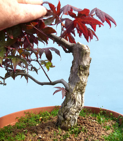 Red Maple Bonsai Material - CLEARANCE