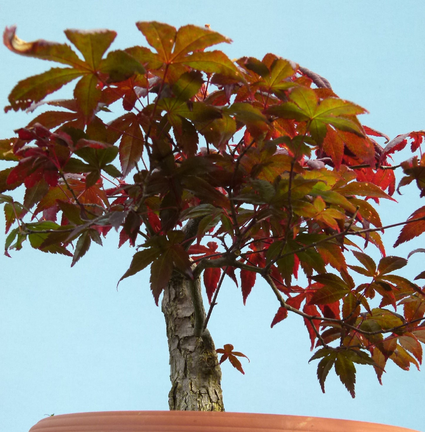 Red Maple Bonsai Material - CLEARANCE