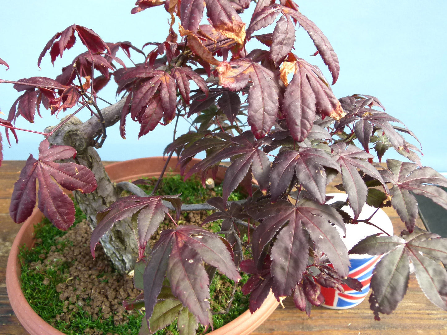 Red Maple Bonsai Material - CLEARANCE