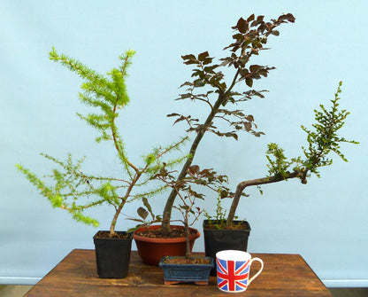 Bonsai Material CLEARANCE - Bonsai Starter Trees x 4