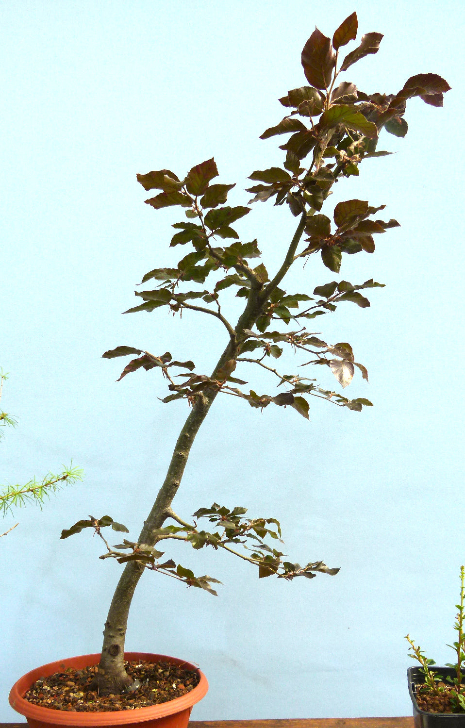Copper Beech