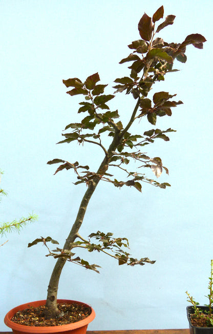 Copper Beech