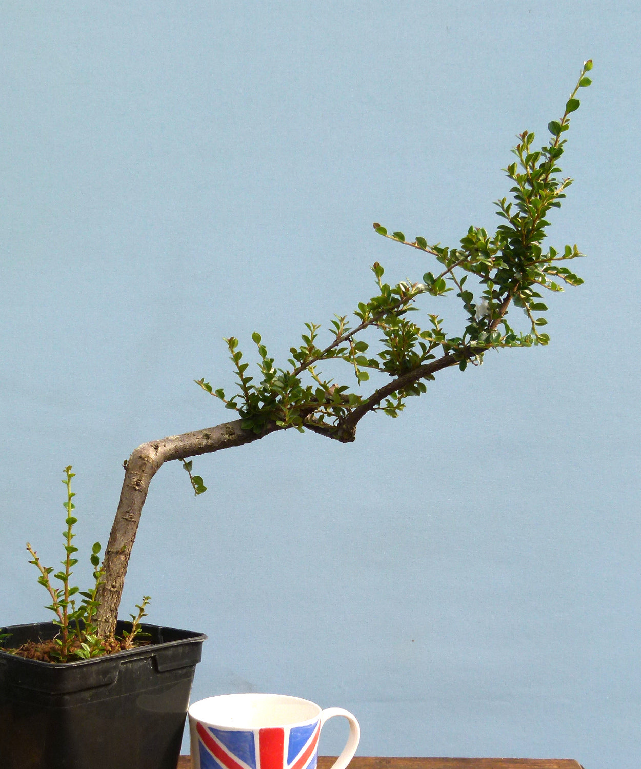 Cotoneaster horizontalis