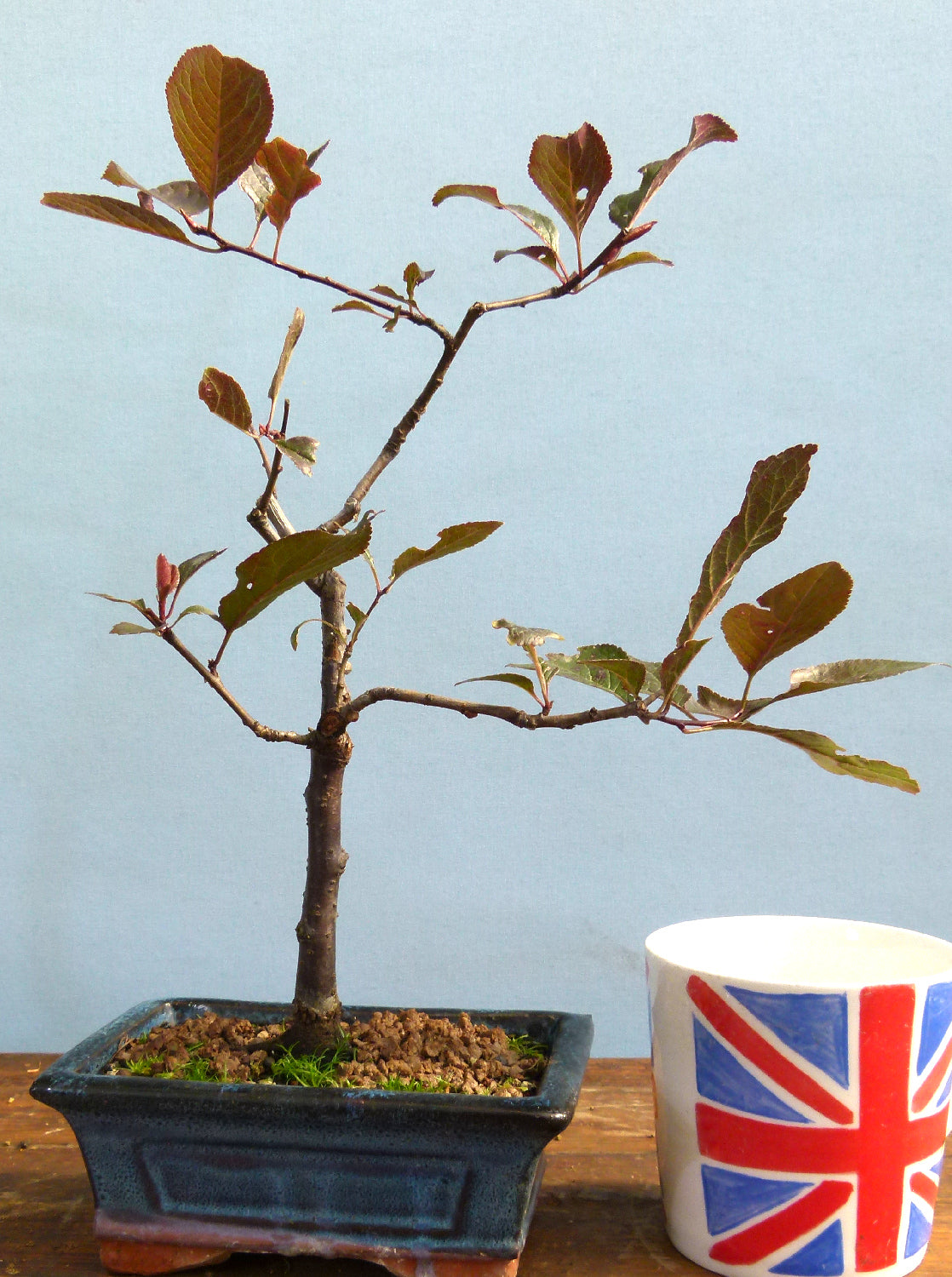 Prunus cerasifera 'Nigra' (Black Cherry Plum):