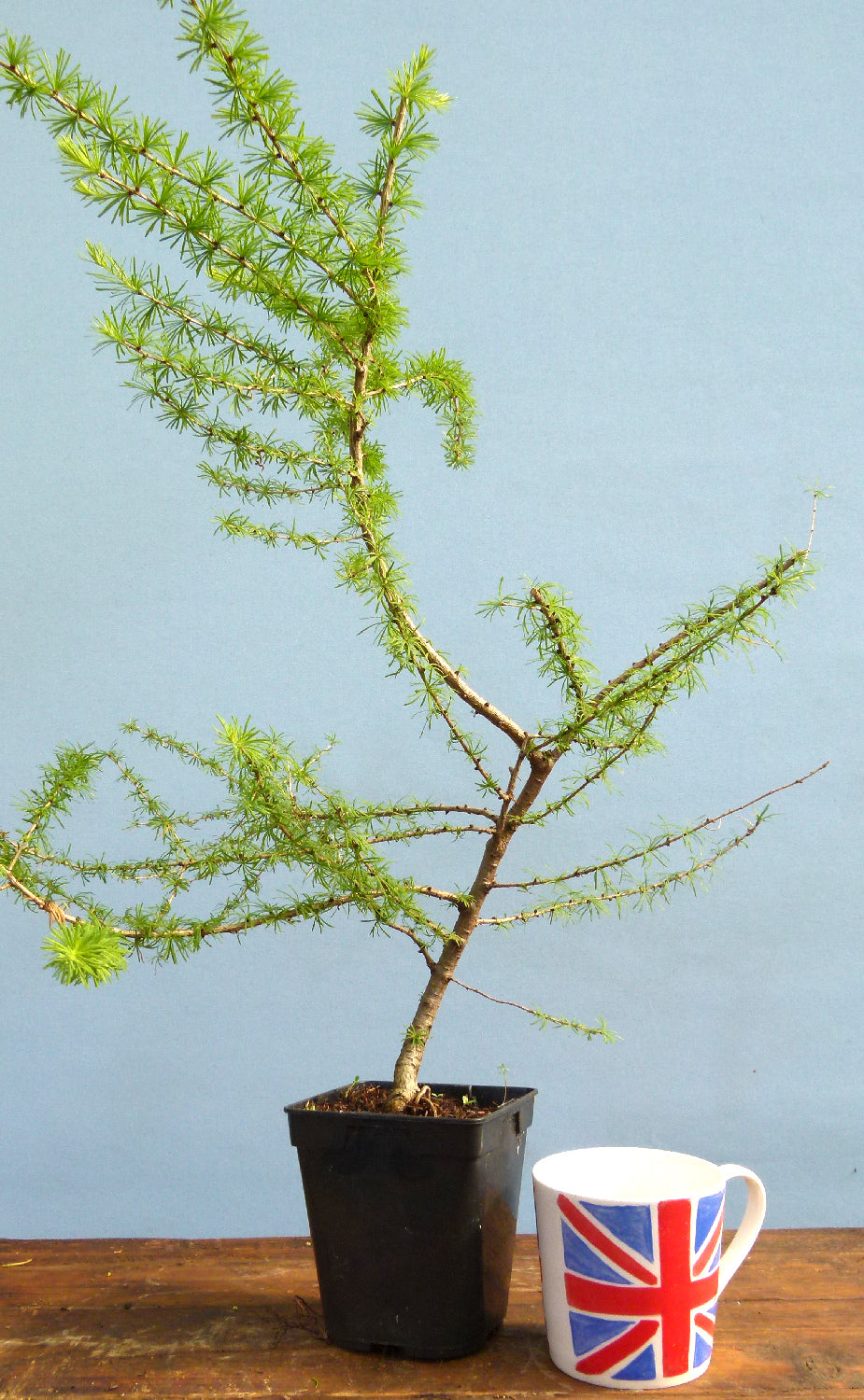 Japanese Larch