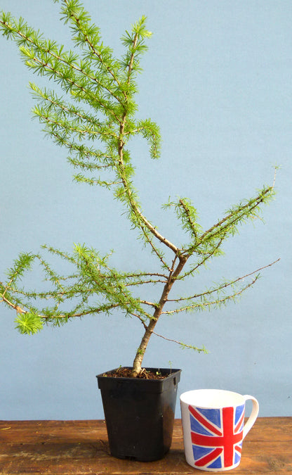 Japanese Larch