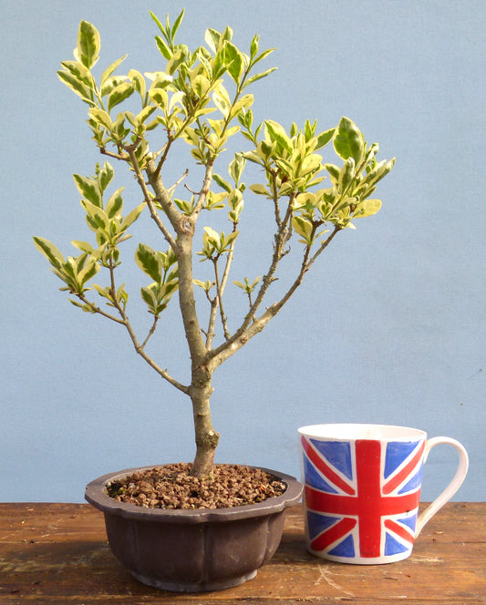 Variegated Privet Flowering Bonsai Starter Tree