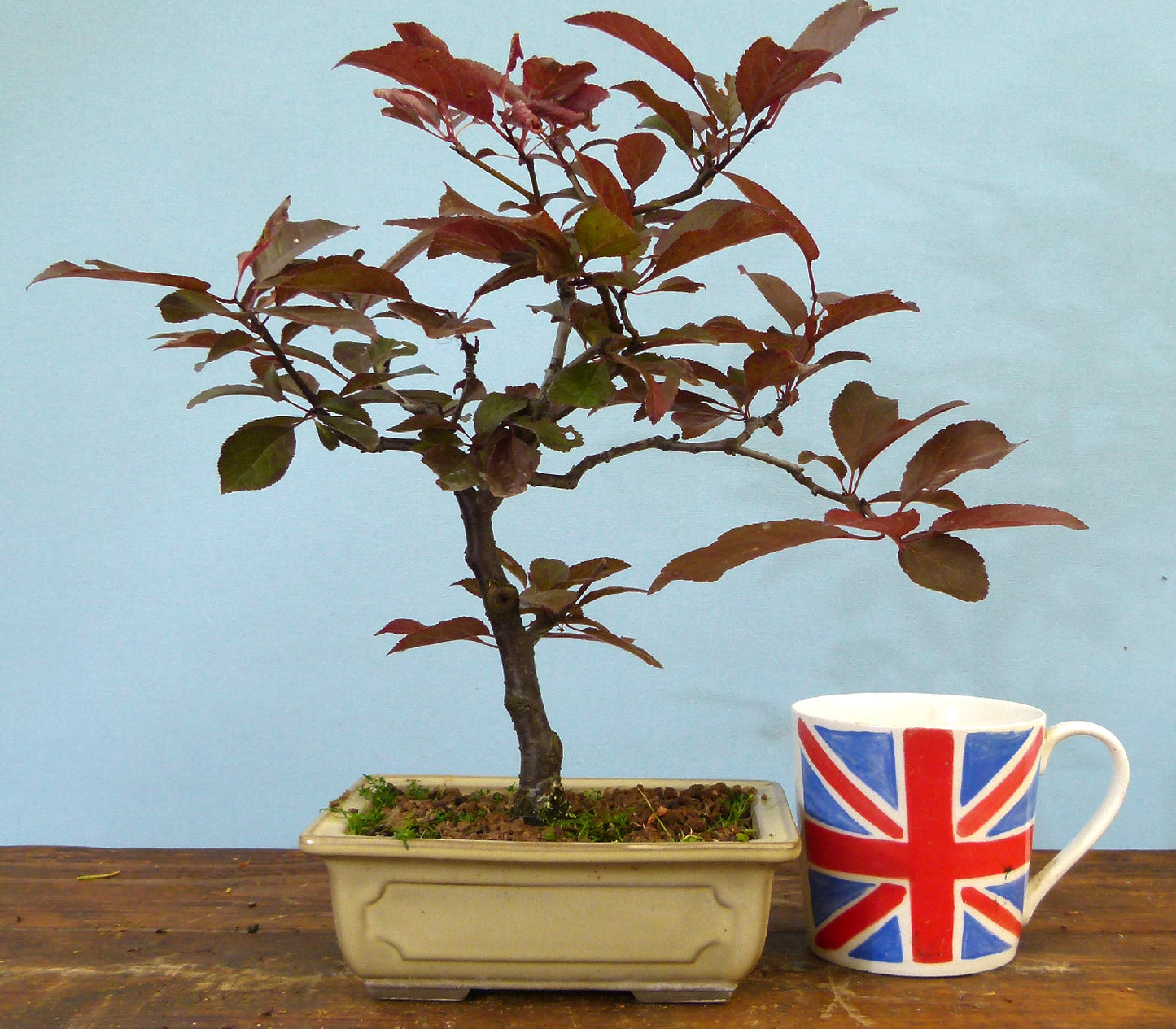 Bonsai Starter Tree Bonsai Material - Black Cherry Plum