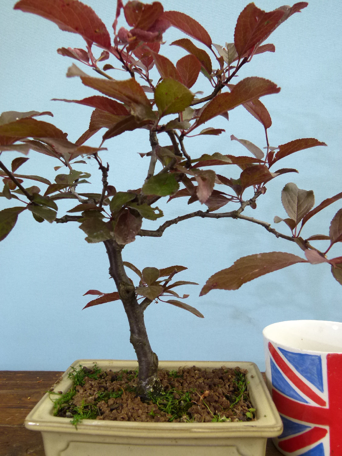 Bonsai Starter Tree Bonsai Material - Black Cherry Plum