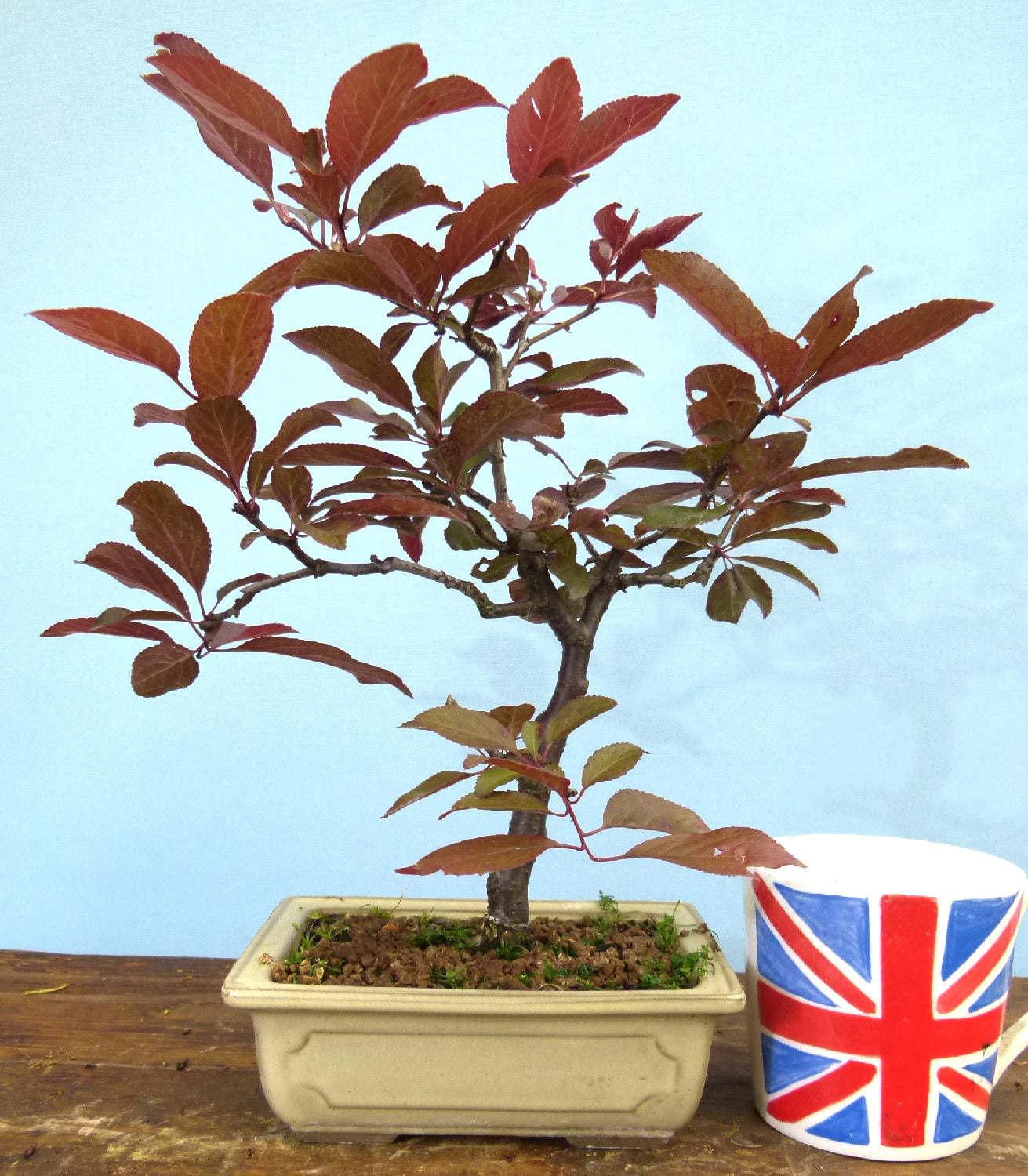 Bonsai Starter Tree Bonsai Material - Black Cherry Plum