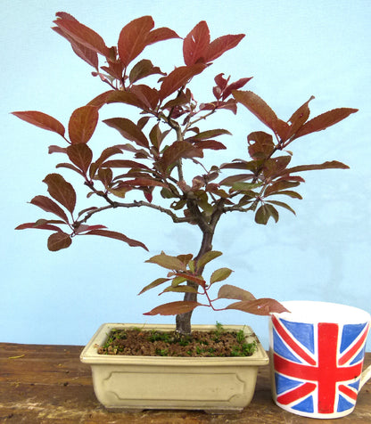 Bonsai Starter Tree Bonsai Material - Black Cherry Plum